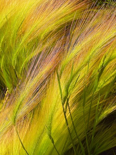Photograph of golden, green and reddish grass texture