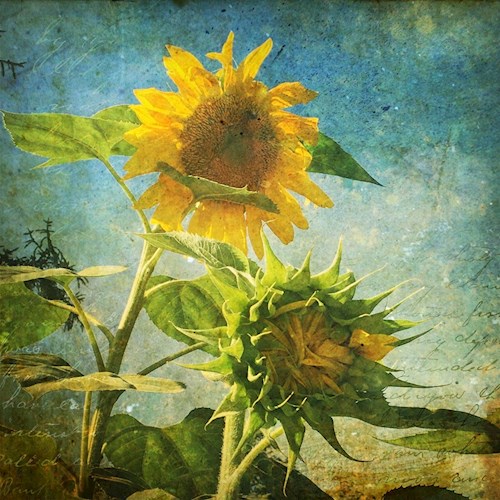 Altered photograph of two sunflowers. One is taller and opened to expose yellow petals while the other is shorter and still closed. The camera angle is below the flower heads and includes a blue sky, dark vignetting  around the edges and script-like writing in the lower right corner of the composition.